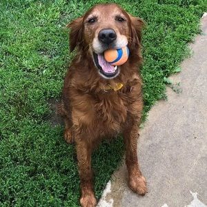 Meet your Posher, Tom